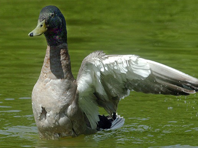 Μονόπτερη αλλά χαρούμενη… πάπια